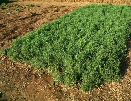 lenticchia i fiori