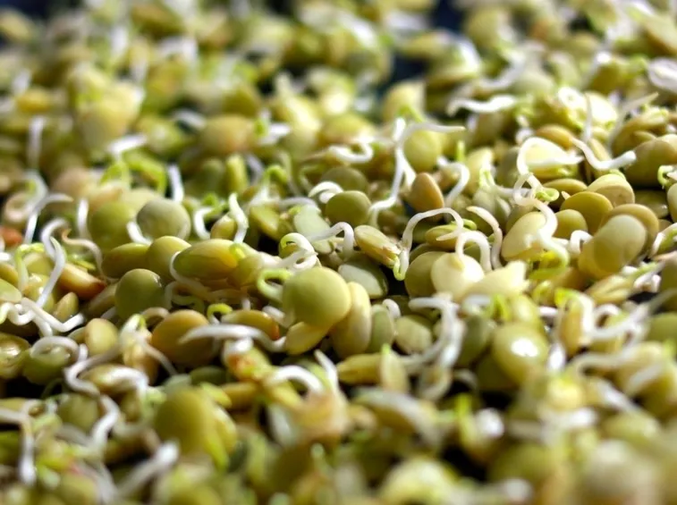 Lenticchie germogliate