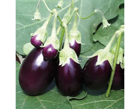 Melanzana