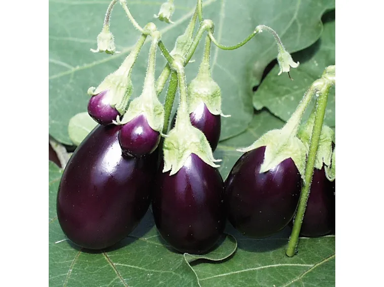 Melanzana