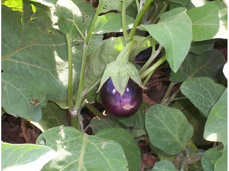 pianta melanzane