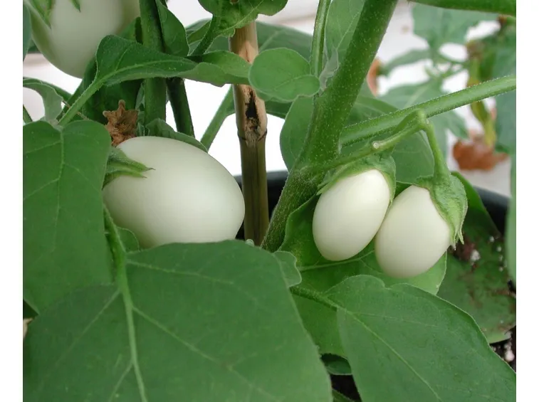 melanzane bianche