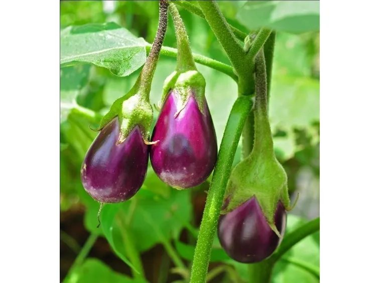 parassiti melanzane