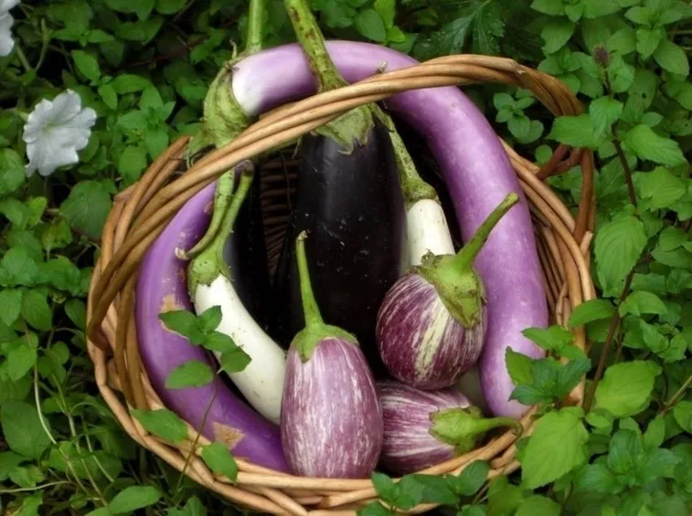Varietà melanzane