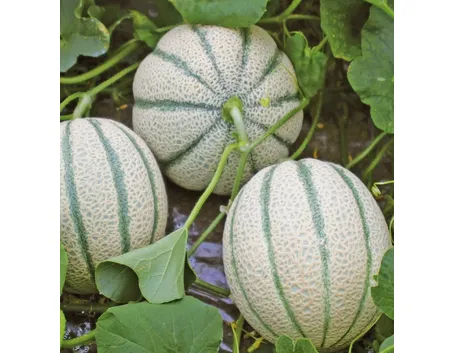 fiore di melone