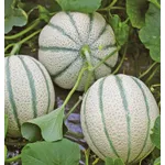 fiore di melone