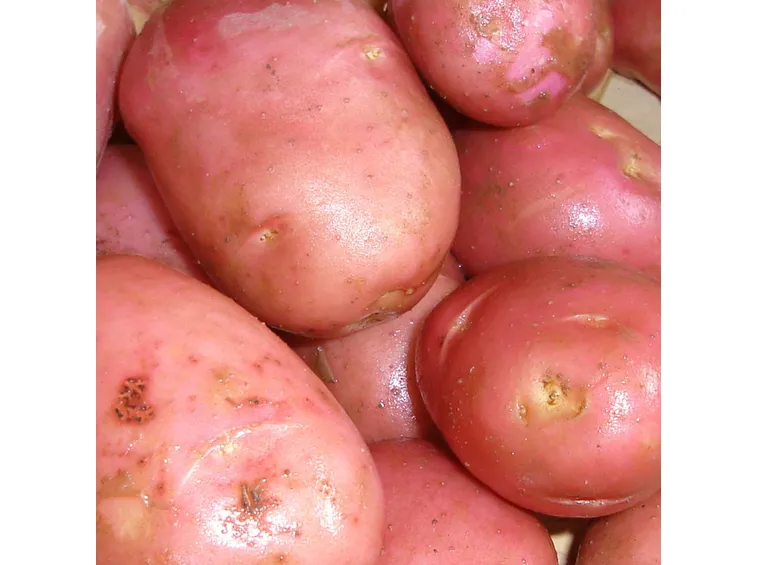 patata rossa