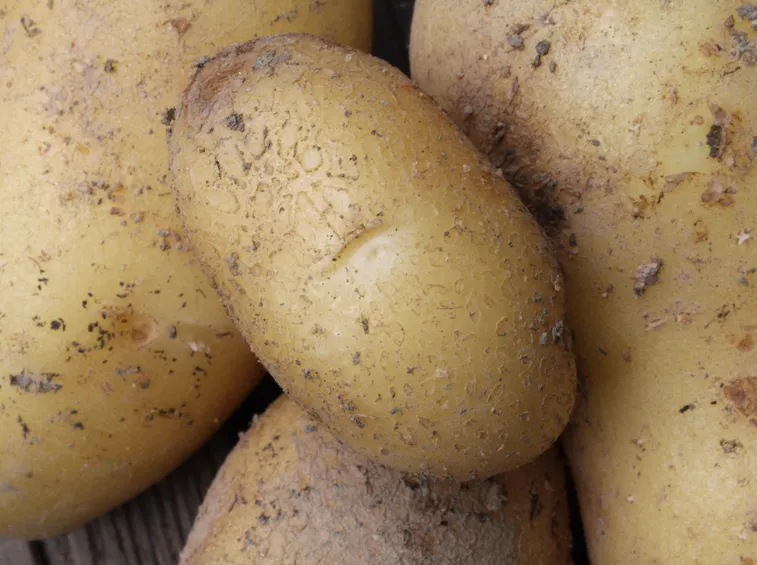 patate