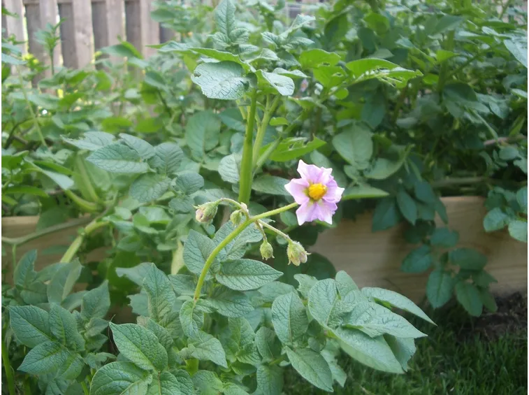 fiore di pianta