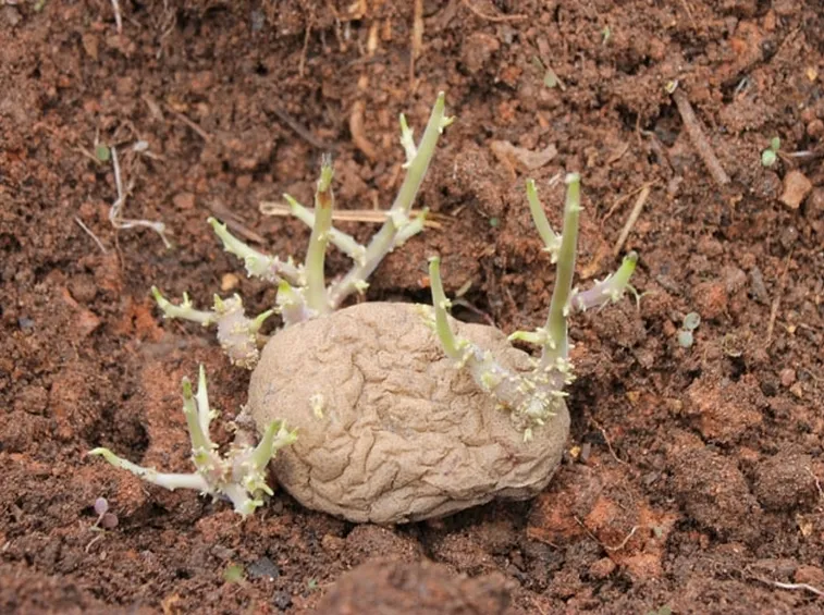 patata con germogli