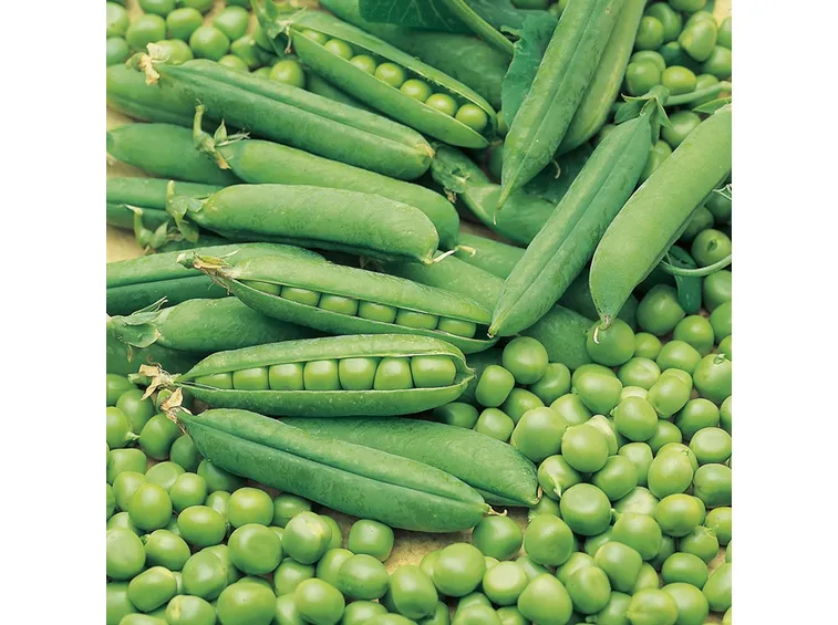 raccolta piselli