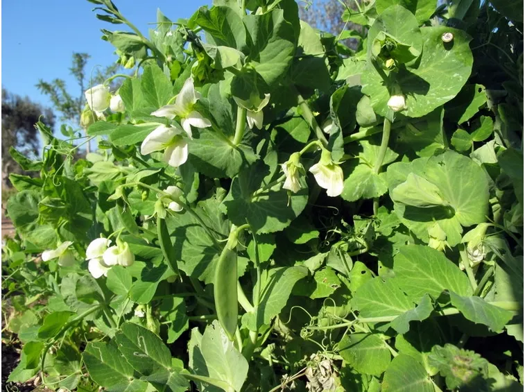 pisello