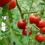 pomodori tondi