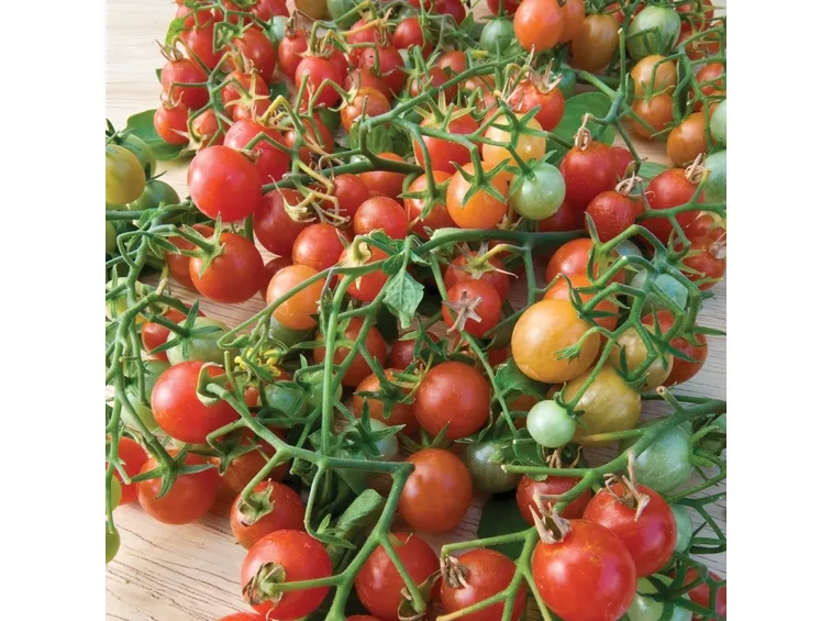 terreno pomodoro