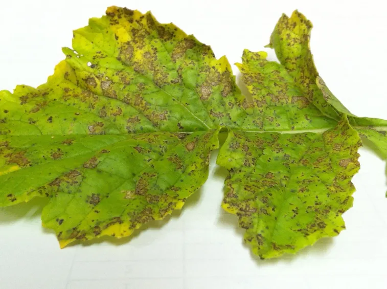 peronospora su rafano