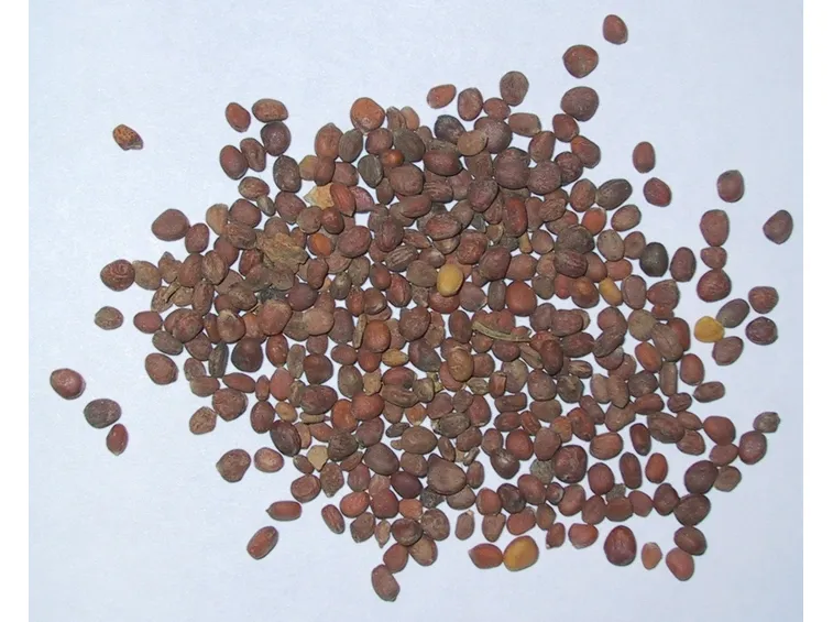 semina ravanello