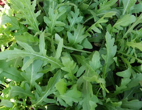 rucola