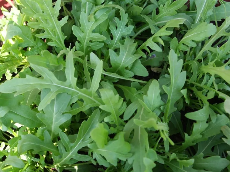 rucola