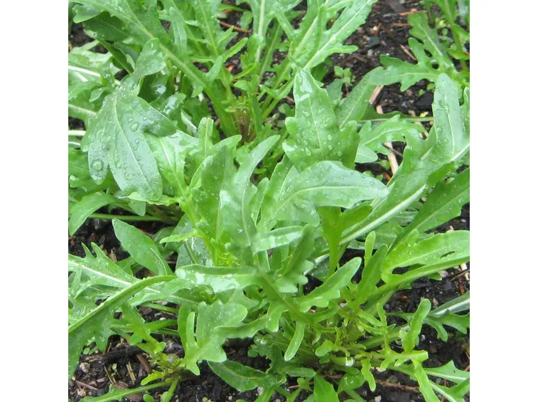 eruca sativa