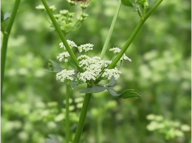 Fiori di sedano
