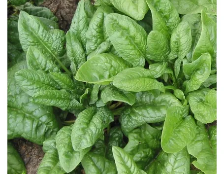 spinaci