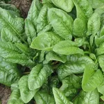 spinaci