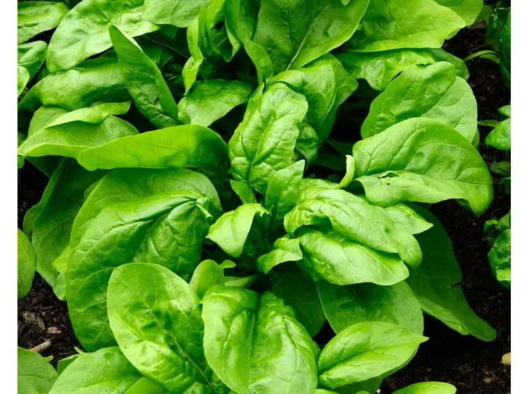 spinaci