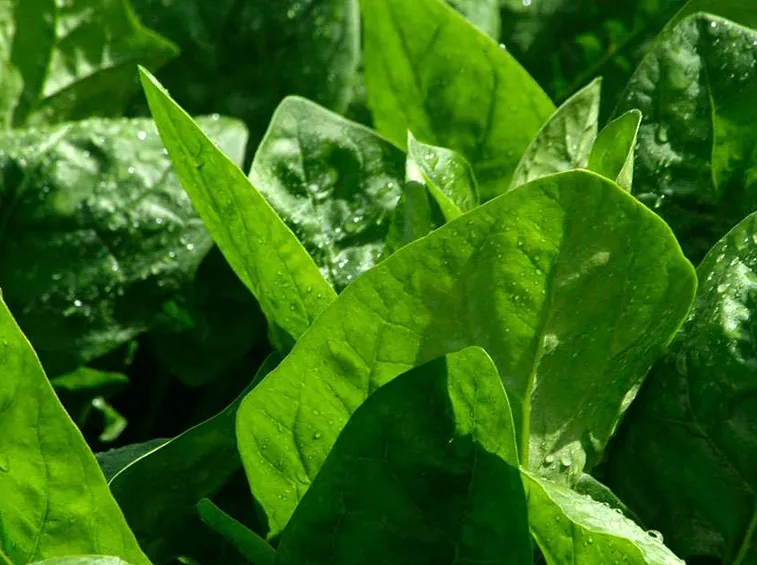 spinaci