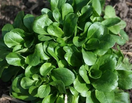 valerianella
