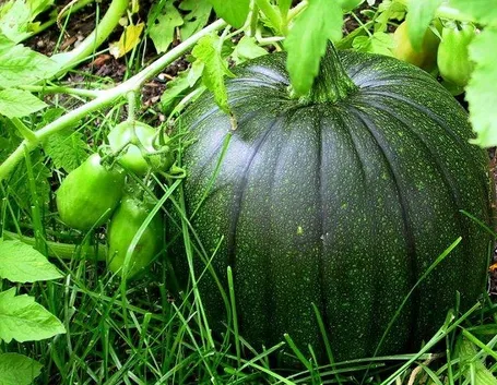 zucca verde