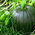 zucca verde