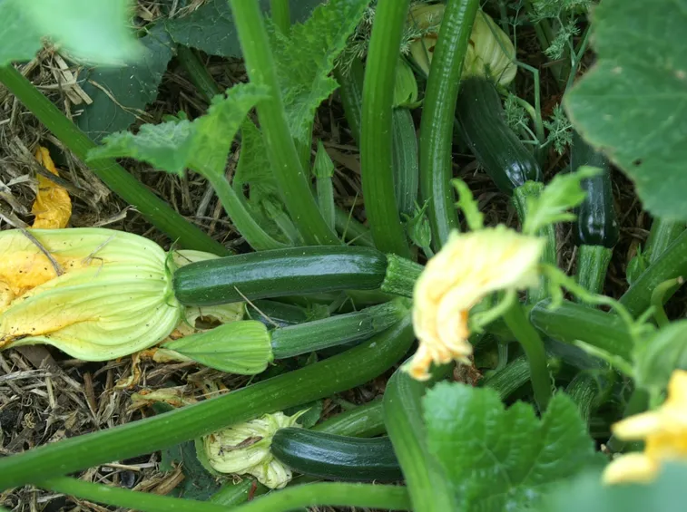 zucchine