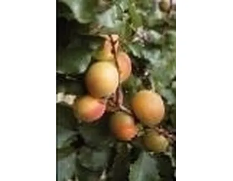 albicocco