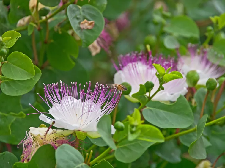 cappero spinoso