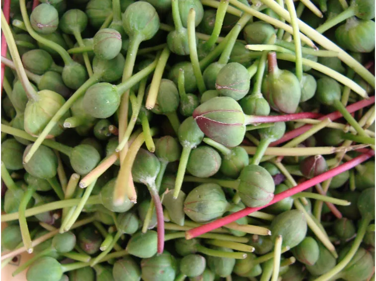 raccolta dei capperi