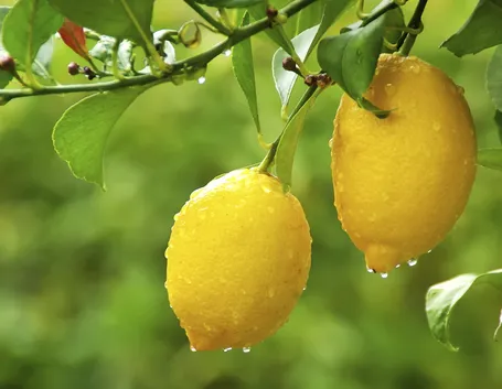 limone pianta