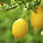 limone pianta