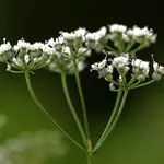anice fiore