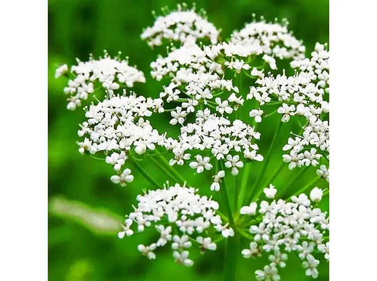 fiori anice