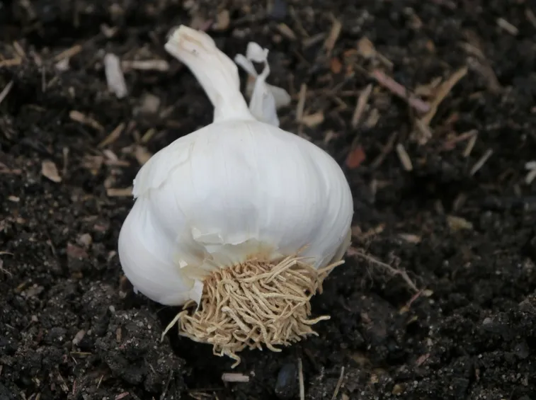 testa aglio