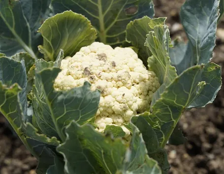 broccoli