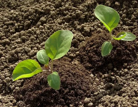 Pianta di melanzana appena sbocciata