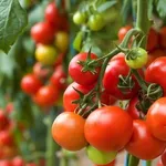 pomodori