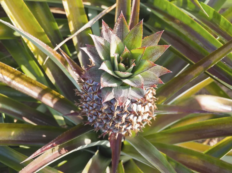 ananas coltivazione