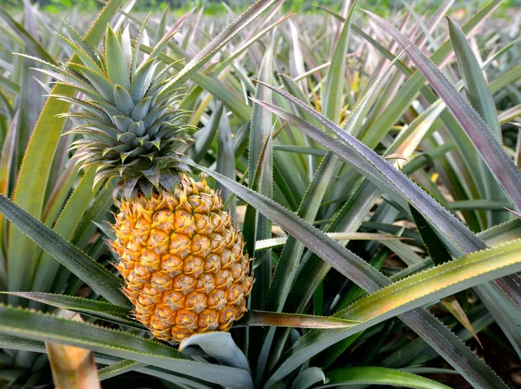 coltivazione ananas