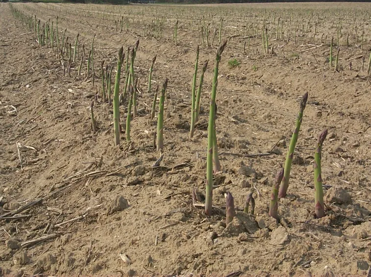 asparagi coltivazione