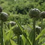 carciofi coltivazione