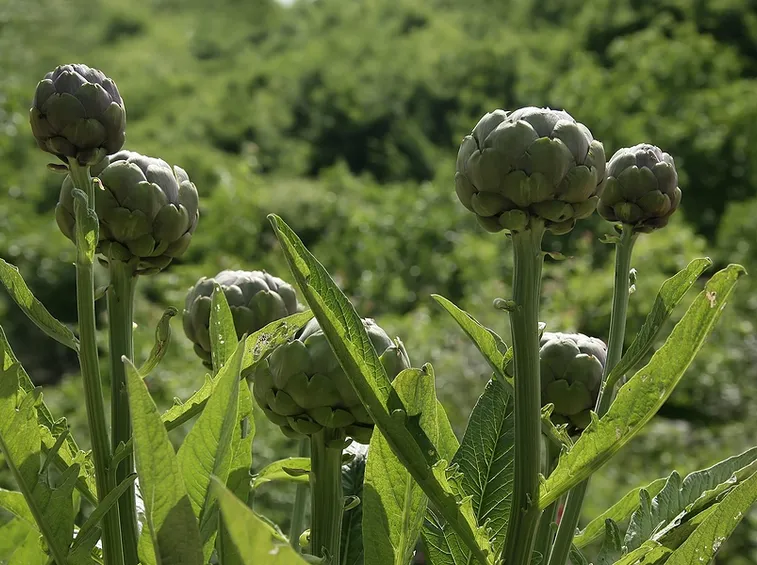 carciofi coltivazione
