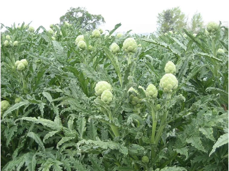 coltivare carciofi