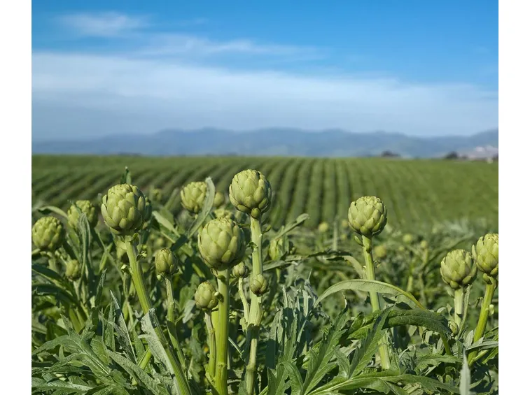 coltivazione dei carciofi
